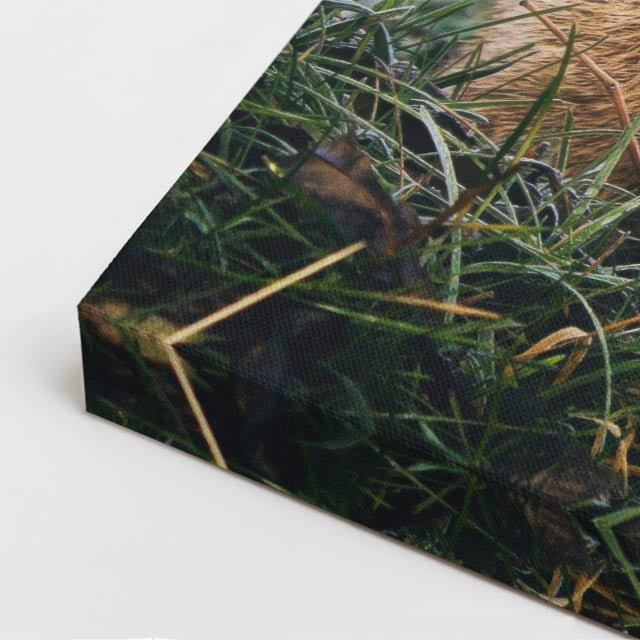 cuadro canvas vida salvaje zorro curioso vertical