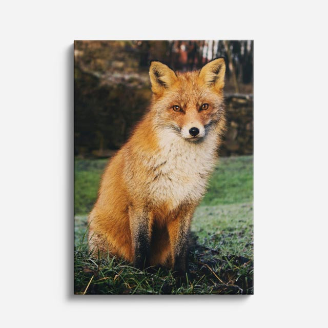 cuadro canvas vida salvaje zorro curioso vertical