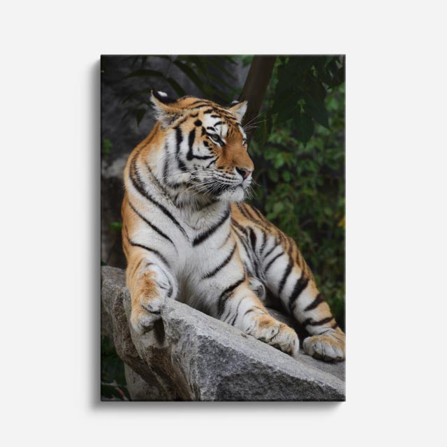 cuadro canvas vida salvaje tigre salvaje vertical