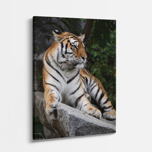 cuadro canvas vida salvaje tigre salvaje vertical