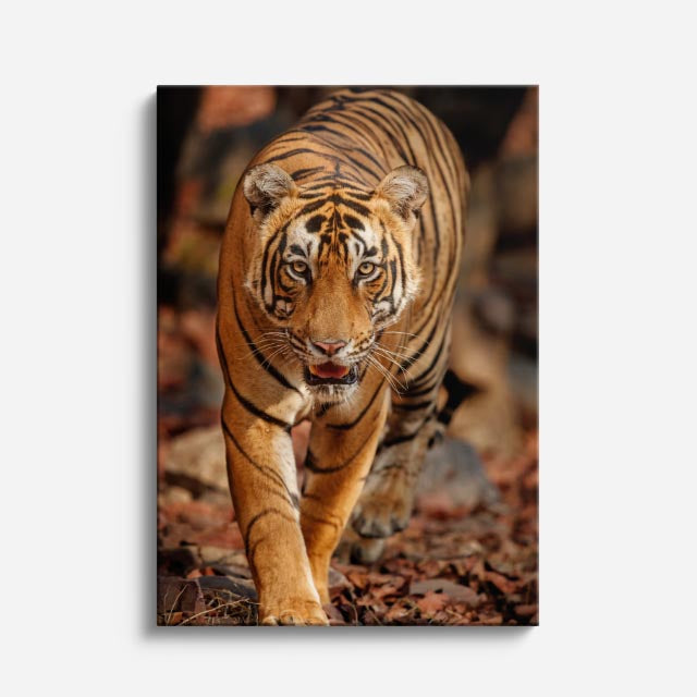 cuadro canvas vida salvaje tigre en jungla vertical