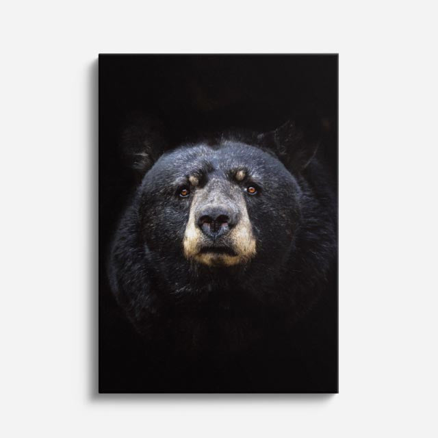 cuadro canvas vida salvaje oso negro vertical
