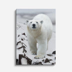 cuadro canvas vida salvaje oso polar vertical