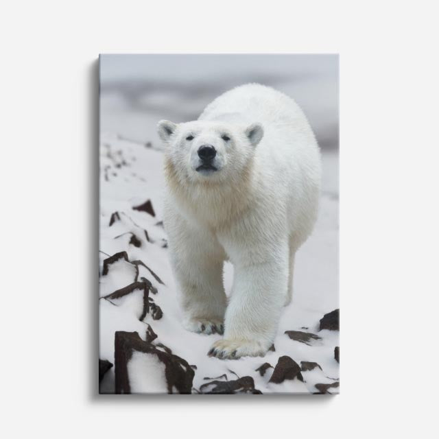 cuadro canvas vida salvaje oso polar vertical