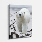 cuadro canvas vida salvaje oso polar vertical
