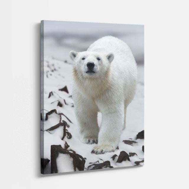 cuadro canvas vida salvaje oso polar vertical