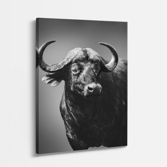 cuadro canvas vida salvaje toro salvaje vertical