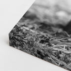 cuadro canvas vida salvaje toro oscuro vertical