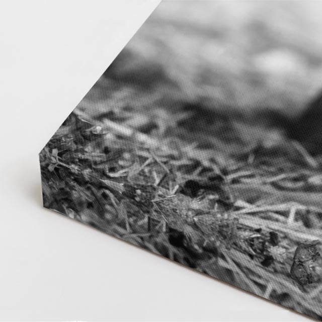 cuadro canvas vida salvaje toro oscuro vertical