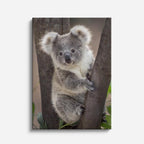 cuadro canvas vida salvaje koala sereno vertical