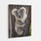 cuadro canvas vida salvaje koala sereno vertical