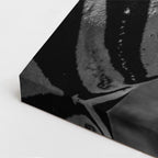 cuadro canvas vida salvaje cebra urbana vertical