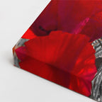 cuadro canvas floral y botánico amapola viva estilo contemporáneo