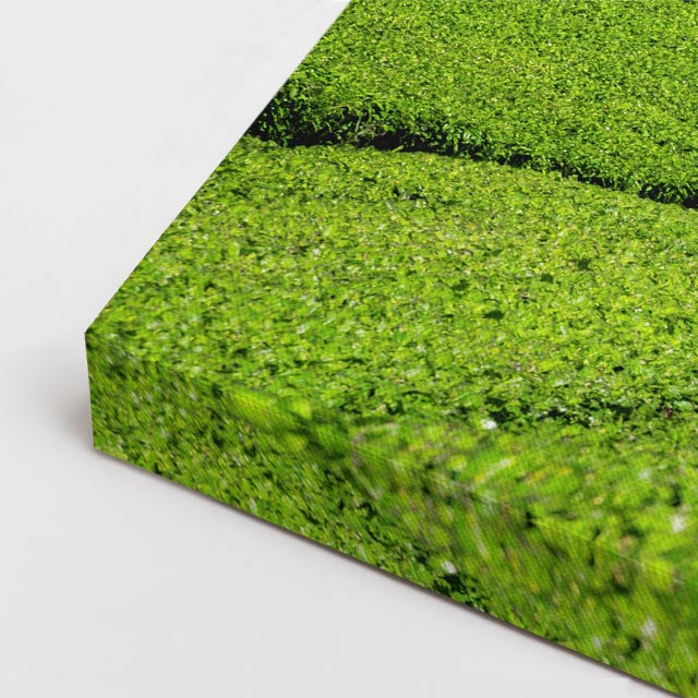 cuadro canvas bosques y naturaleza monte fuji plantación de té horizontal