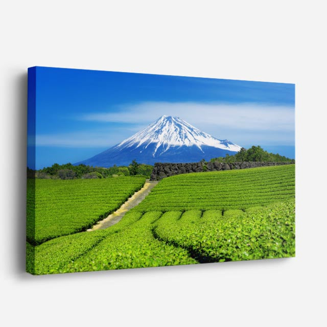 cuadro canvas bosques y naturaleza monte fuji plantación de té horizontal