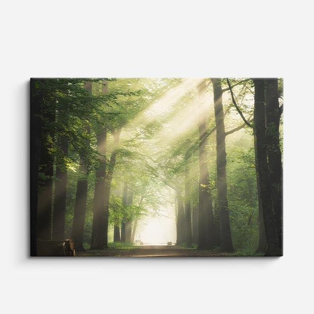 cuadro canvas bosques y naturaleza bosque rayos de luz solar horizontal