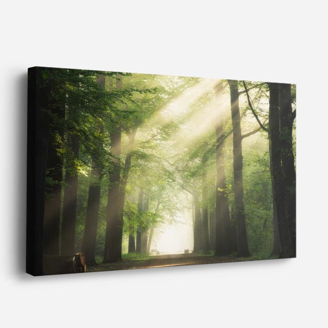 cuadro canvas bosques y naturaleza bosque rayos de luz solar horizontal