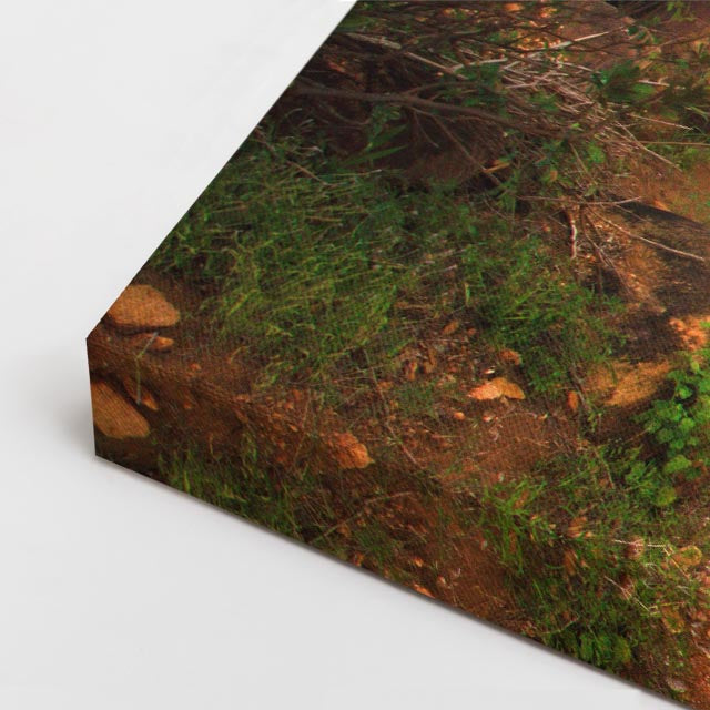 cuadro canvas bosques y naturaleza árbol solitario paisaje rojo horizontal