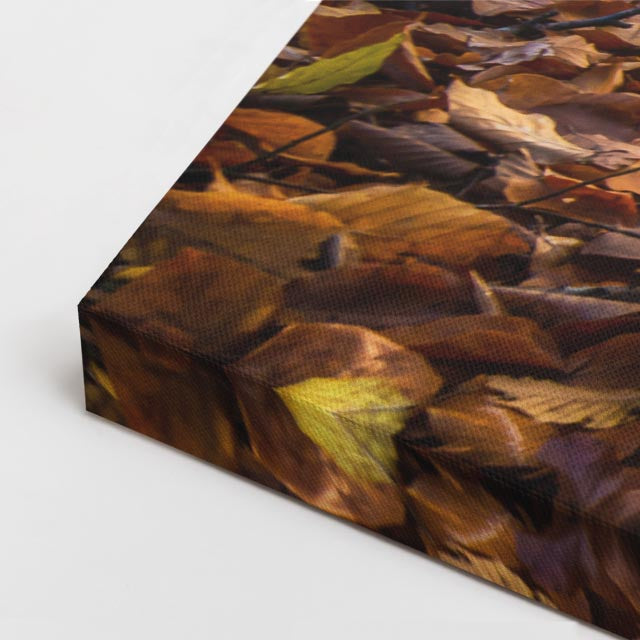cuadro canvas bosques y naturaleza bosque otoñal hojas en suelo horizontal