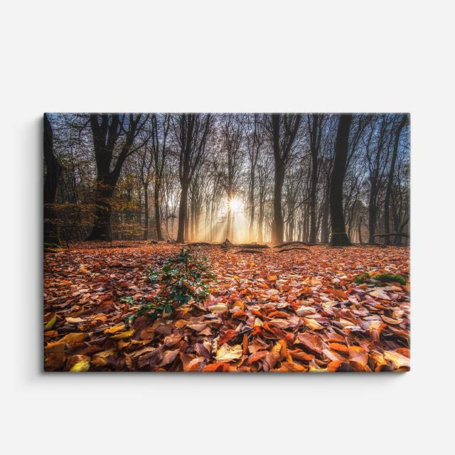 cuadro canvas bosques y naturaleza bosque otoñal hojas en suelo horizontal