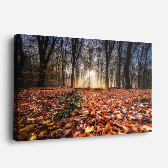 cuadro canvas bosques y naturaleza bosque otoñal hojas en suelo horizontal