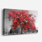 cuadro canvas bosques y naturaleza árbol rojo parque blanco negro horizontal