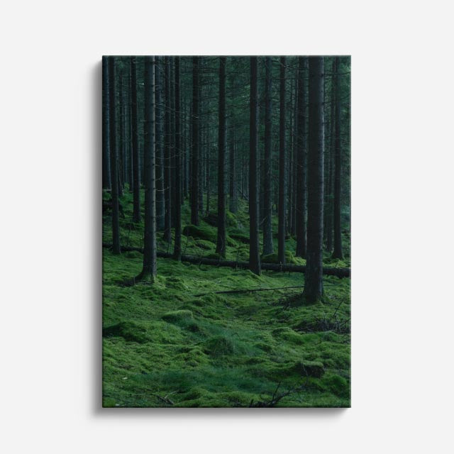 cuadro canvas bosques y naturaleza bosque de pinos oscuro misterioso vertical