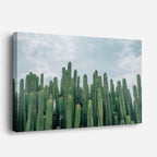 cuadro canvas desierto cactus verdes fondo oscuro horizontal