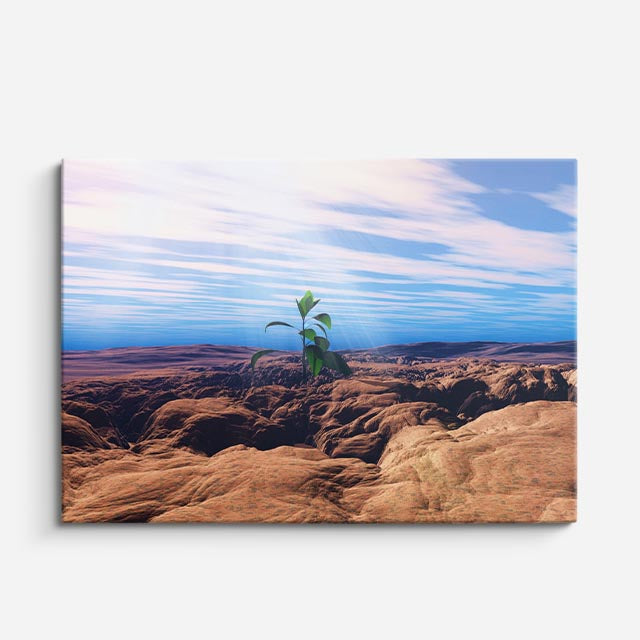 cuadro canvas desierto planta solitaria desierto nublado horizontal