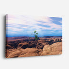 cuadro canvas desierto planta solitaria desierto nublado horizontal